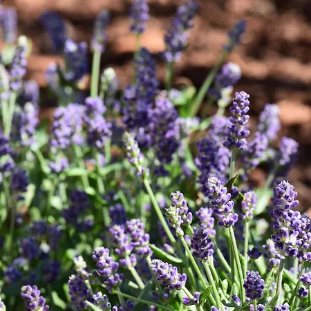 Appartement Haus Tala Marquartstein